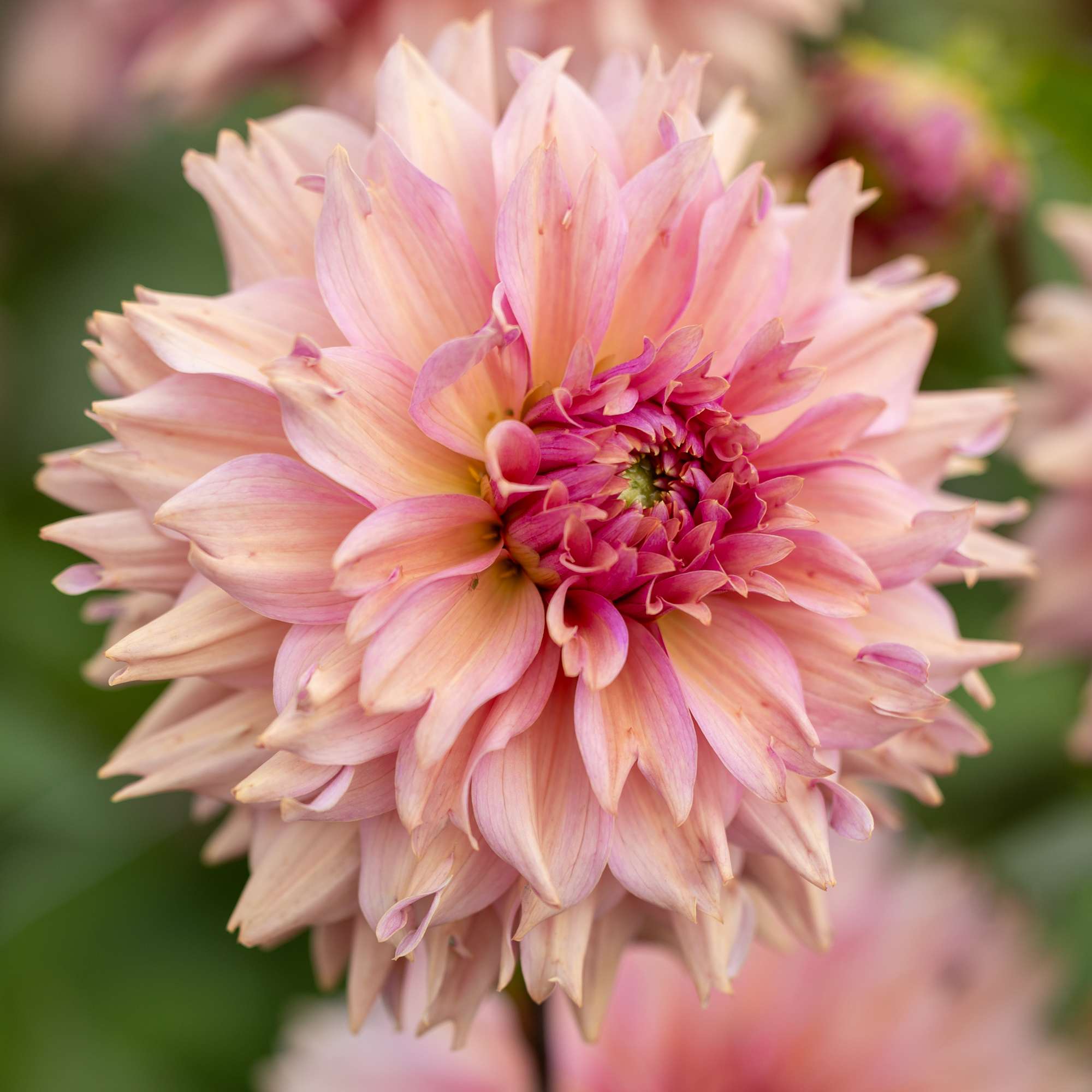 Dahlia 'La Belle Epoque'